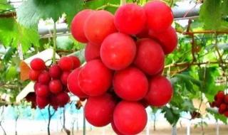罗马葡萄多少钱一斤