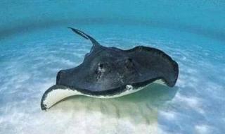 四鱼图的寓意是什么 四条鱼念什么字