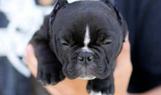 恶霸犬哪种花好 恶霸犬哪种体型最贵