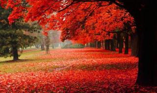 女生回复你晚安梦里见什么意思 如果在梦里遇见你