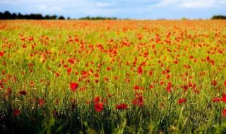 东莞大朗哪里有花海 世界十大绝美花海